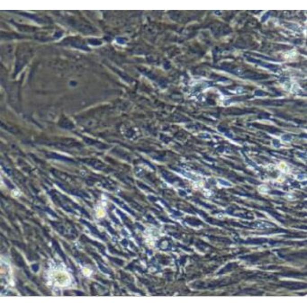 羊肺成纤维细胞