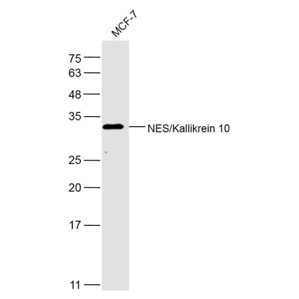 Anti-NES/Kallikrein 10 antibody