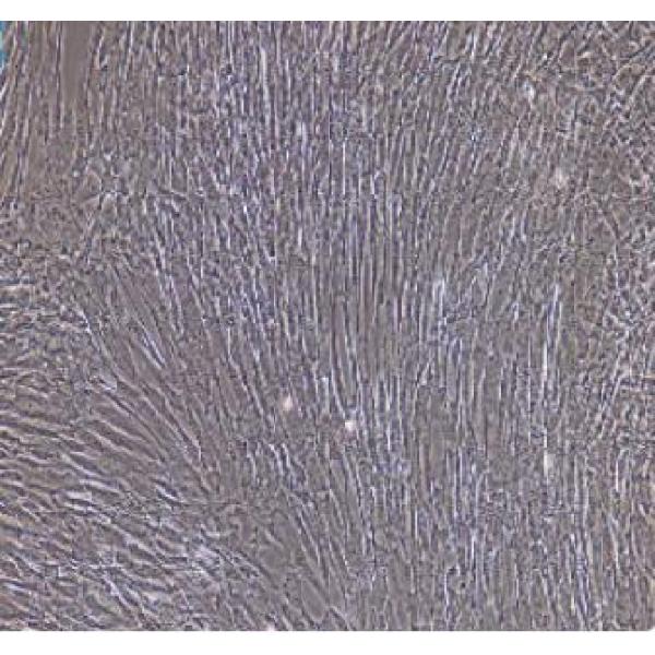 大鼠膀胱平滑肌细胞