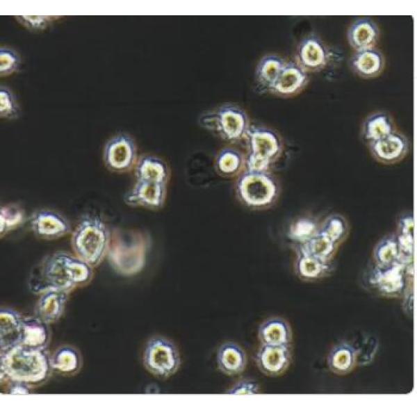 NR8383 大鼠肺泡巨噬细胞