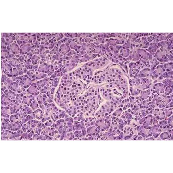 兔胰岛β细胞