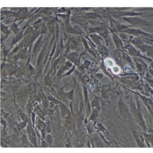 兔脑微血管内皮细胞