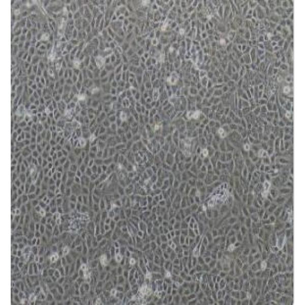 大鼠表皮干细胞