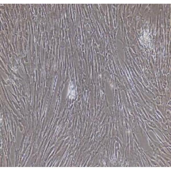 大鼠髓核细胞