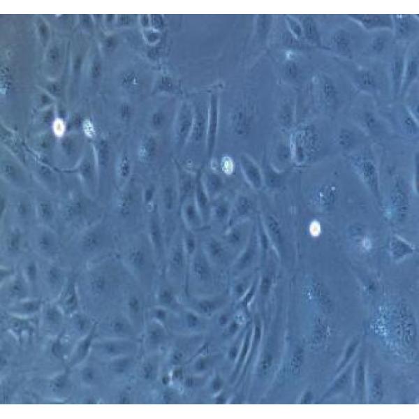 大鼠T淋巴细胞