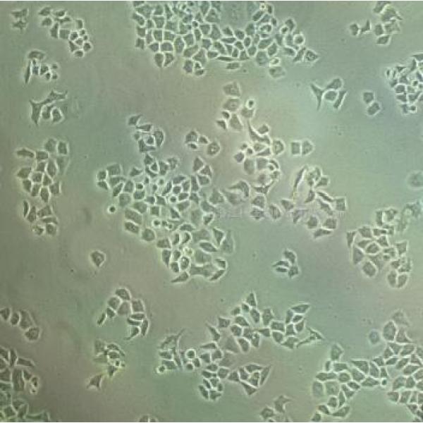 PLC-PRF-5 人肝癌亚力山大细胞(通过STR鉴定)