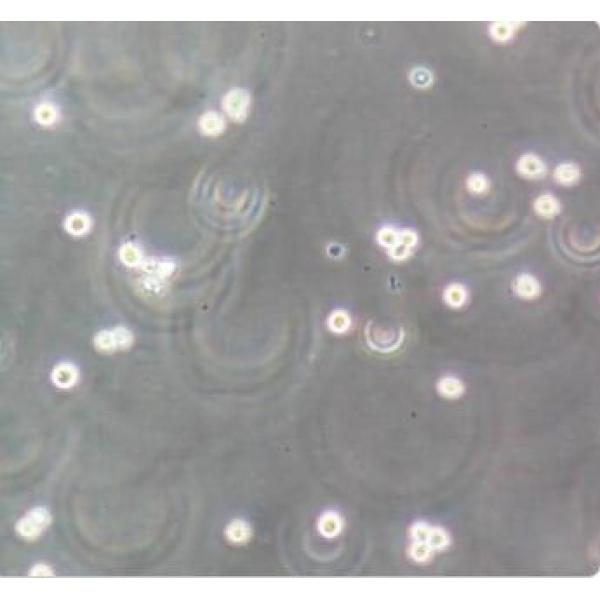 人类原巨核细胞型白血病细胞