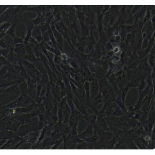鸭胚肝间质细胞永生化