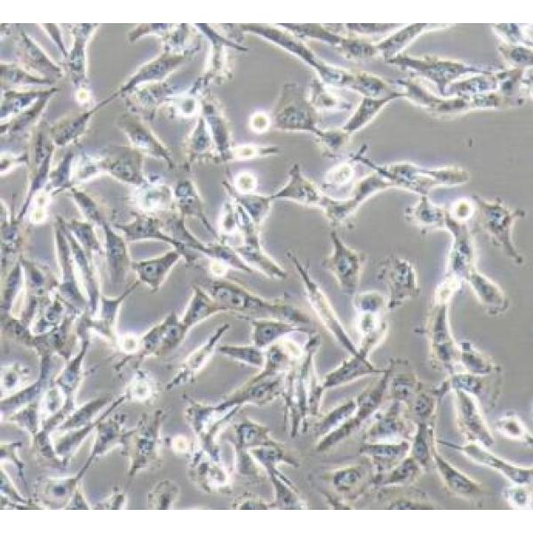 U251MG/TMZ+luc 人类星形胶质瘤耐替莫唑胺细胞