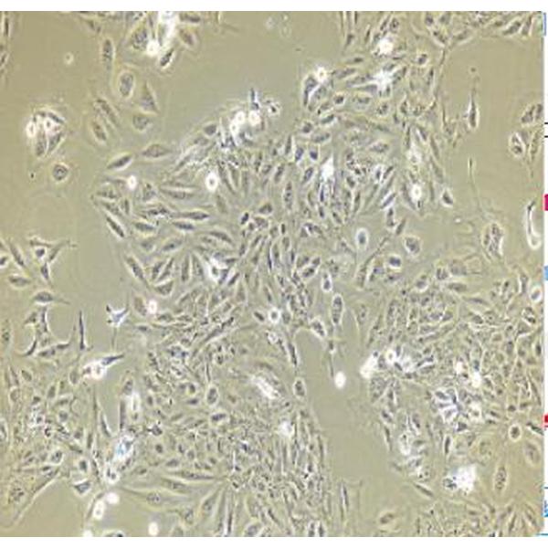 SV-HUC-1细胞（提供STR鉴定报告）