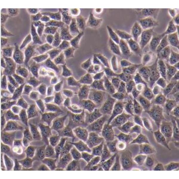 HCC-LM3 高转移人肝癌细胞(通过STR鉴定)