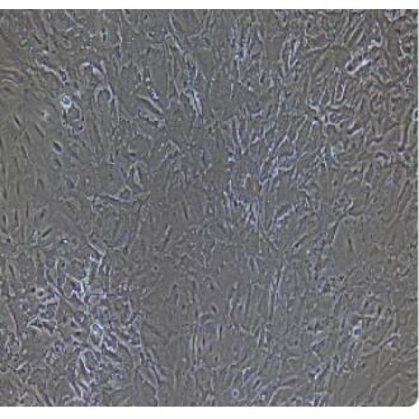 兔肺巨噬细胞