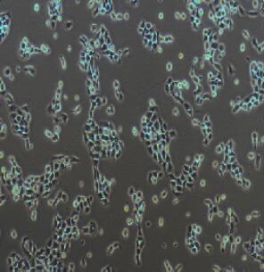 6T-CEM细胞（提供STR鉴定报告）