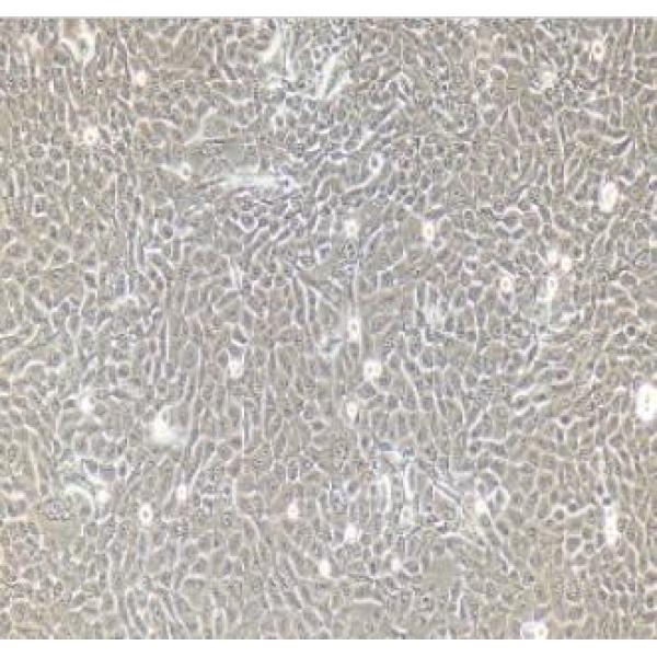 小鼠三叉神经元细胞