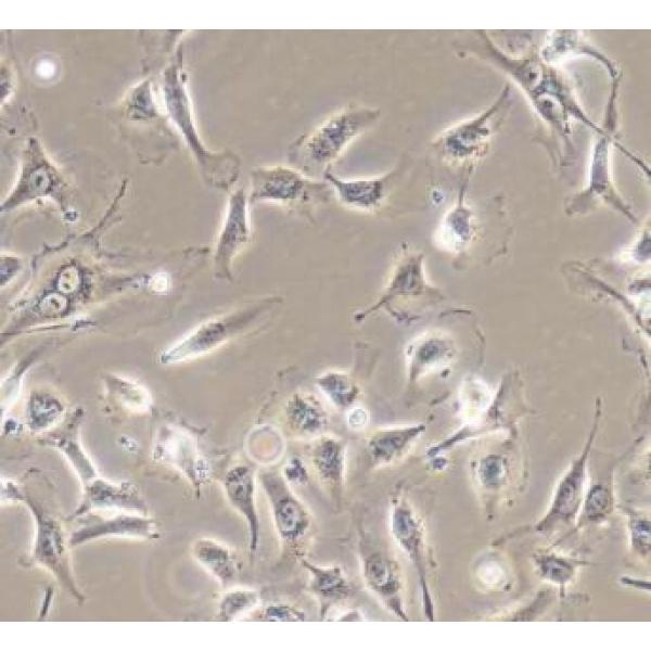 EA.hy926 人脐静脉细胞融合细胞(通过STR鉴定)