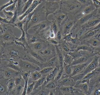 A875细胞（提供STR鉴定报告）