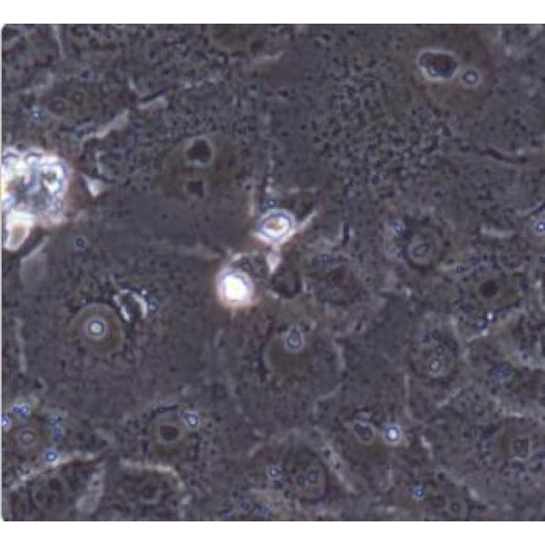 CHO-K1 中国仓鼠卵巢细胞（悬浮细胞）
