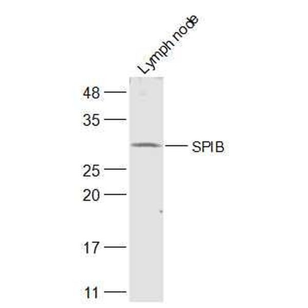 Anti-SPIB antibody