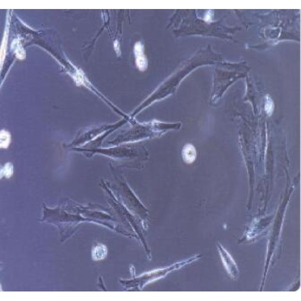 大鼠胰岛细胞