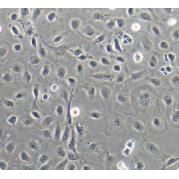 IEC-6 大鼠小肠隐窝上皮细胞