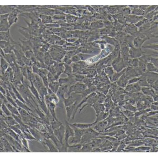 猪骨髓间充质干细胞
