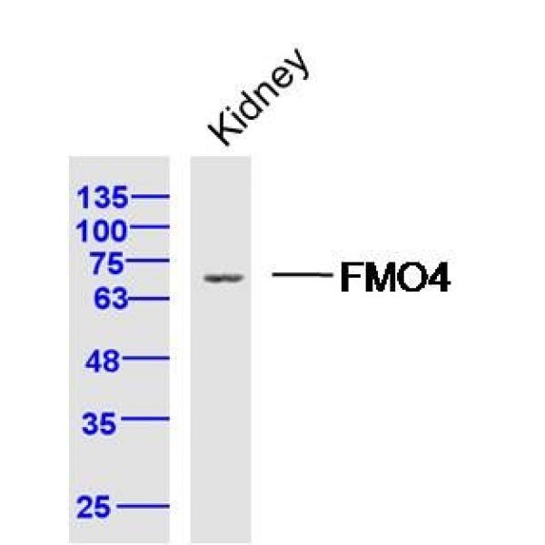 Anti-FMO4 antibody