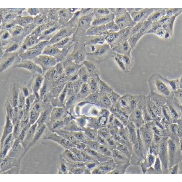 ARPE-19细胞（提供STR鉴定报告）
