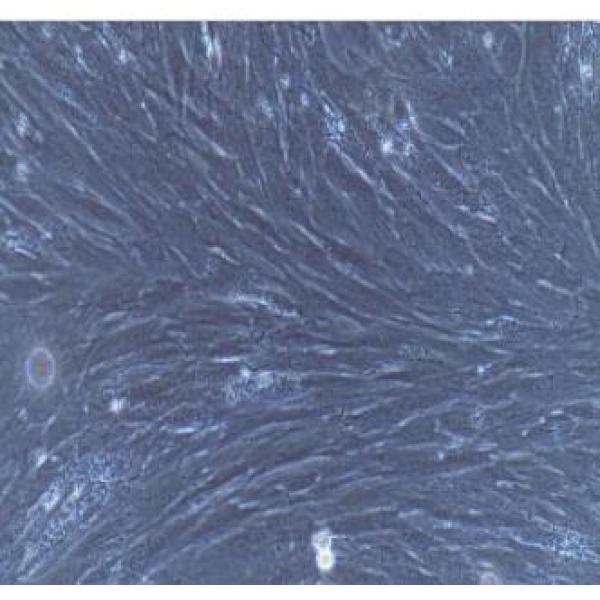 大鼠主动脉瓣膜间质细胞