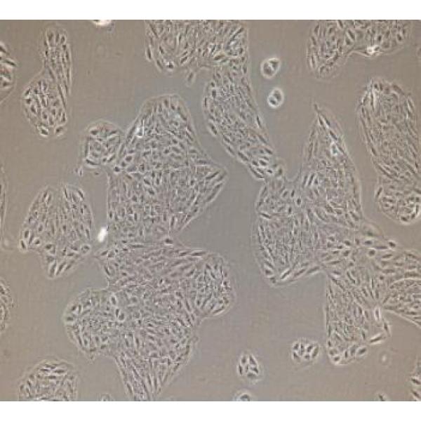 SRA01/04 人晶体上皮细胞永生系(通过STR鉴定)