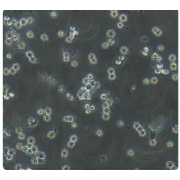 DAMI 人巨核细胞白血病细胞(通过STR鉴定)