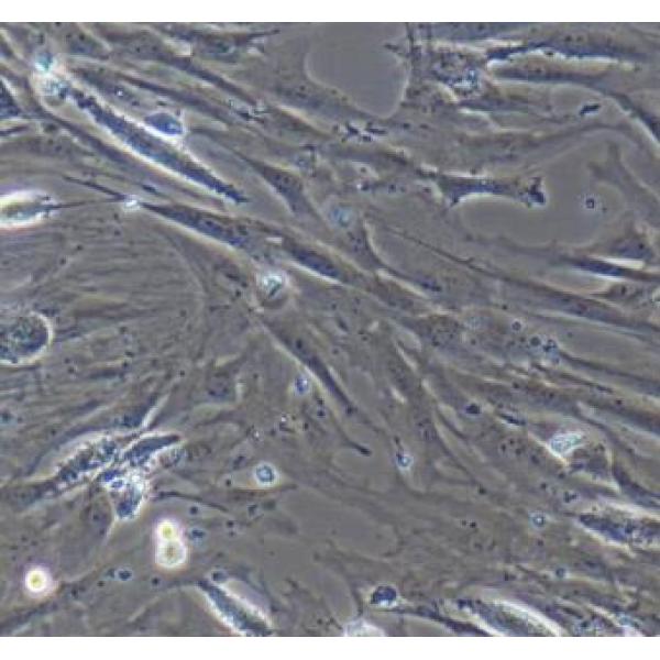 兔海马神经干细胞