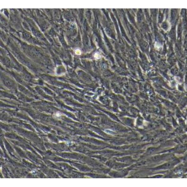 HSF(SV40转染) 人真皮成纤维细胞永生化(通过STR鉴定)
