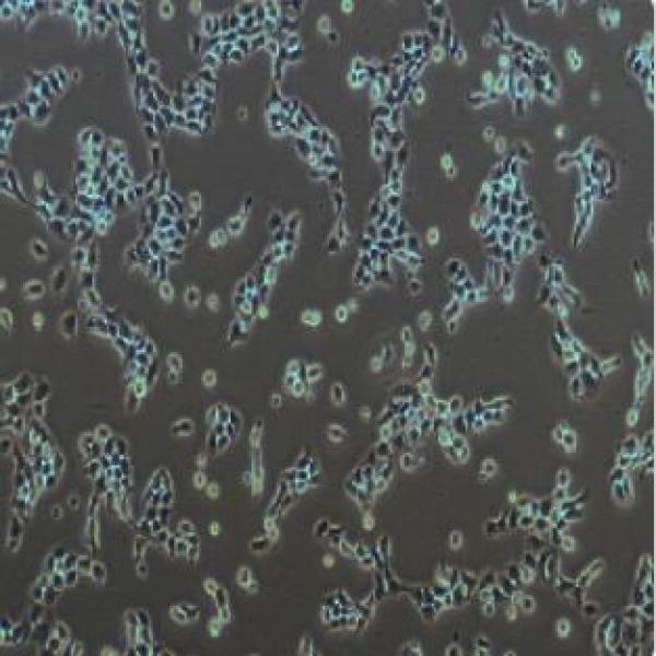 6T-CEM细胞（提供STR鉴定报告）
