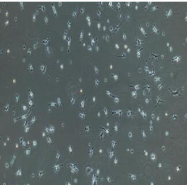 小鼠肺巨噬细胞
