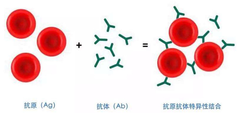 兔抗DACT2多克隆抗体