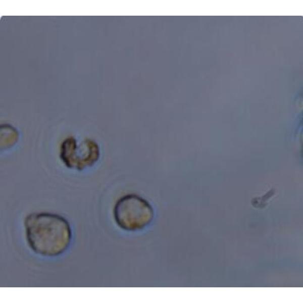 MOLT-4细胞（提供STR鉴定报告）