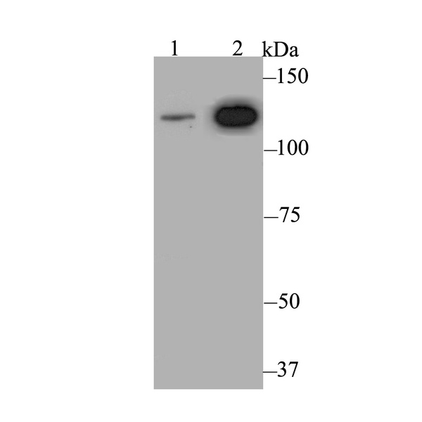 Anti-Rad21 antibody