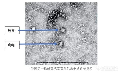 徕卡电镜解决方案 —— 让病毒无所遁形