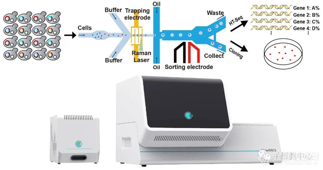 Science Advances：青岛能源所推出首台高通量流式拉曼分选仪