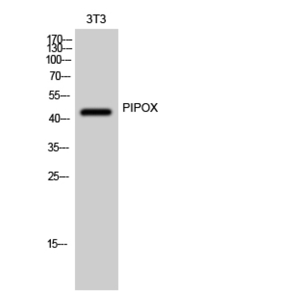 Anti-PIPOX antibody