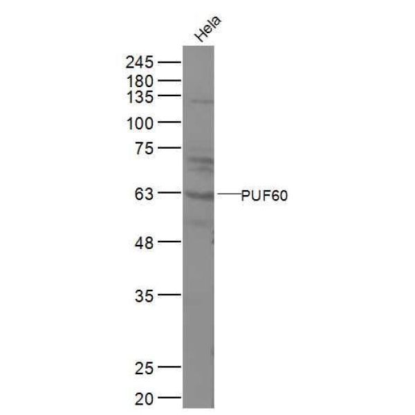 Anti-PUF60 antibody