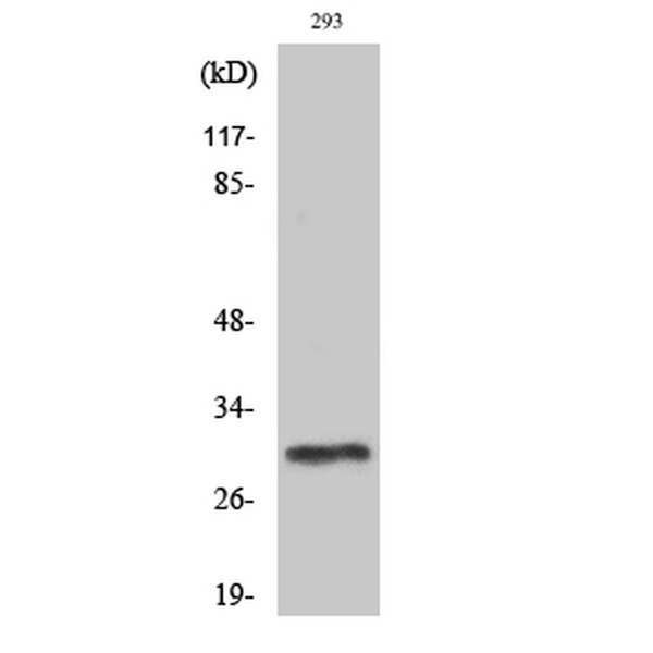 Anti-PIG-X antibody