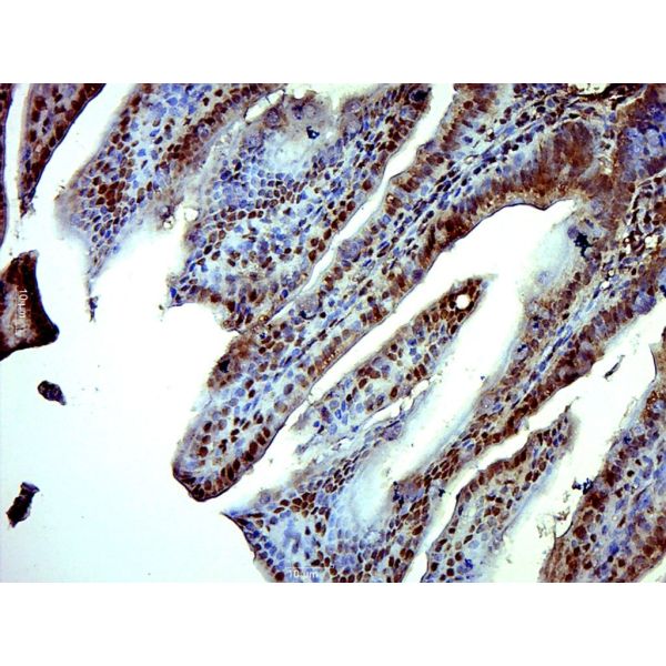 Anti-ISX/Intestine specific homeobox antibody