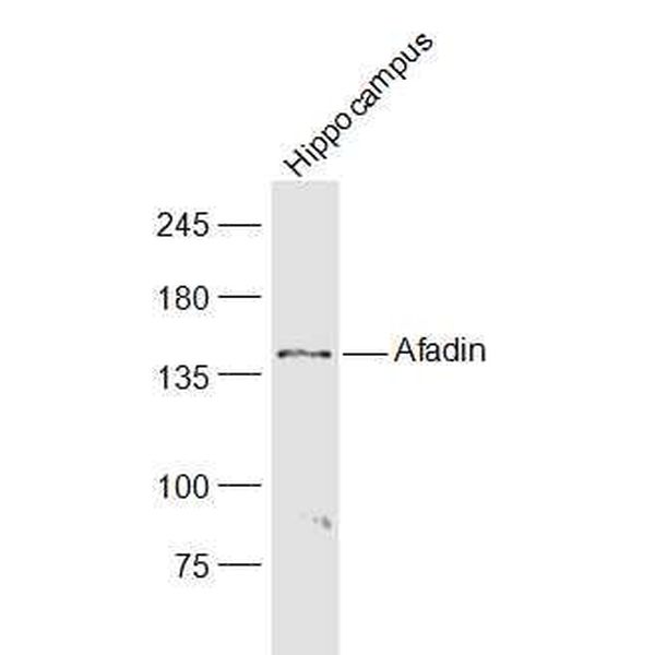 Anti-Afadin/I Afadin antibody