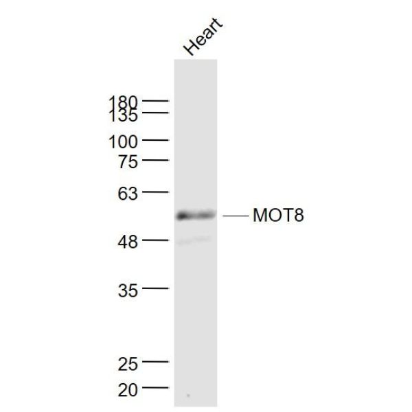 Anti-MOT8 antibody