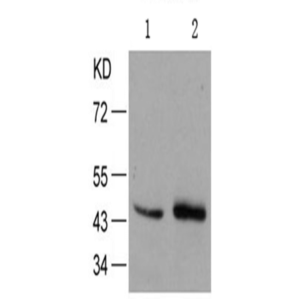 兔抗JUN (Phospho-Ser73)多克隆抗体