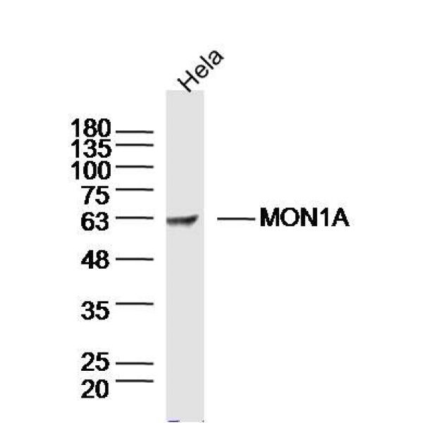 Anti-MON1A antibody
