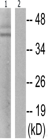 兔抗JUN(Phospho-Ser63) 多克隆抗体.jpg