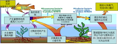 水体富营养化