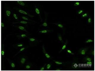 细胞增殖检测的技术与应用！_看图王.jpg